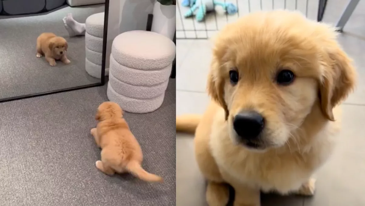 Meglátta magát a tükörben a kiskutya: amit tett, azon az egész világ nevet - Videó