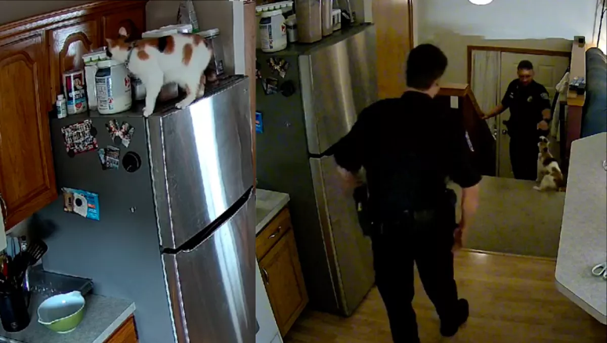 Azonnal hívta a rendőrséget a férfi, amikor meglátta, mit csinált a macskája a távollétében - Videó