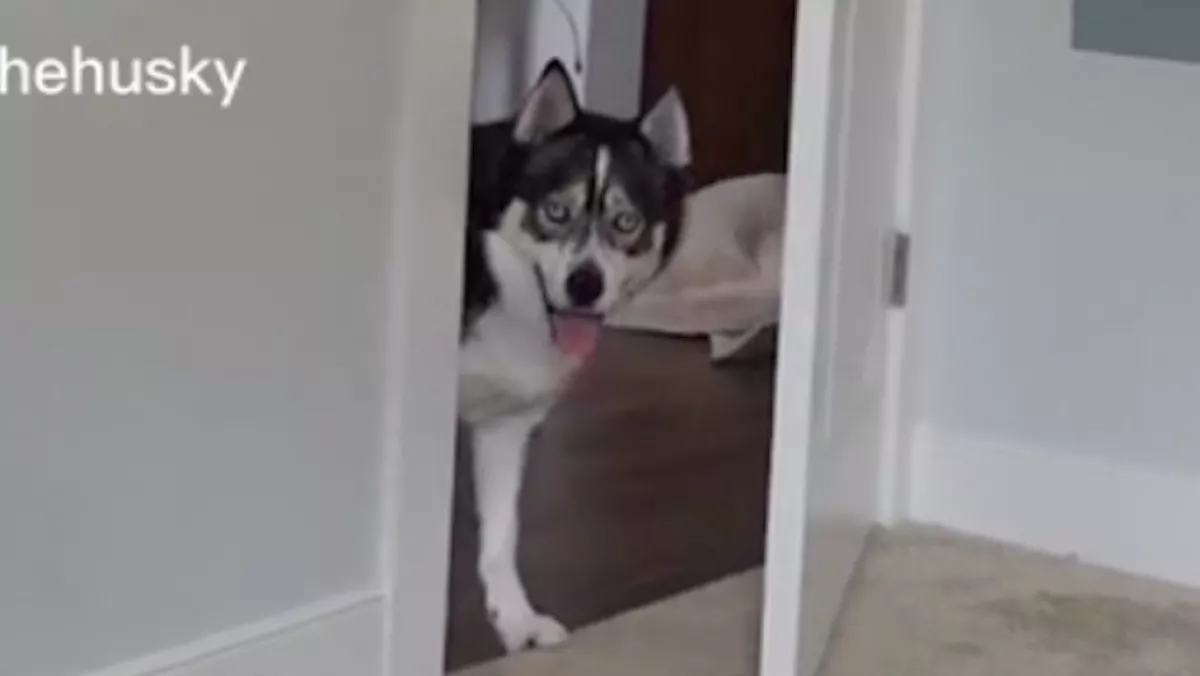 Egy videóhoz hívta Emma a kutyáját, amit a husky ezután tett, azon az egész világ ámul - Videó