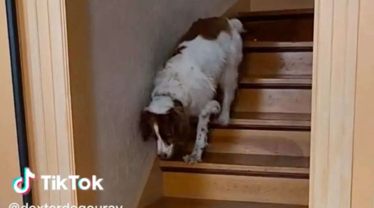 Lejön a háromlábú kutya a lépcsőn: amit utána tesz, attól padlót fog a világ - Videó