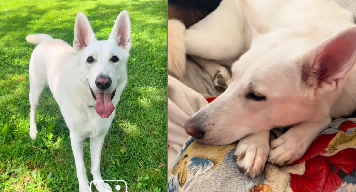 Megdöbbentő, hol találták meg a tűzijáték után ezt a pásztorkutyát - Videó