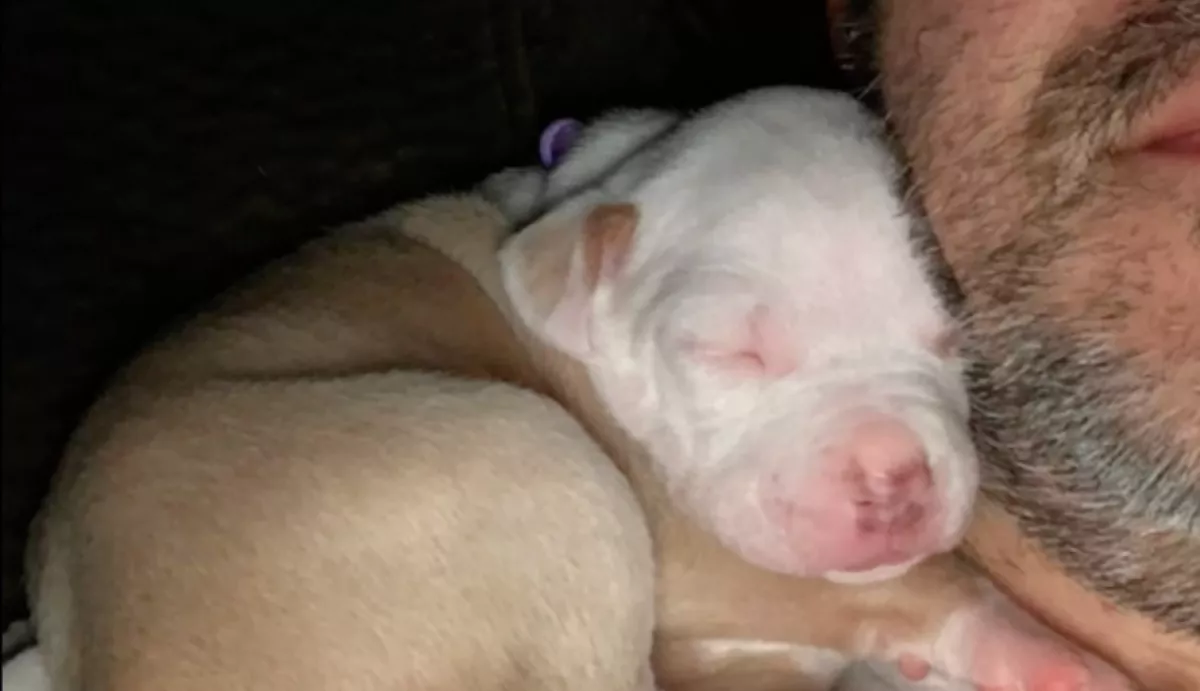 Beismerte a gazdi: ezt nem lett volna szabad megmutatni a kutyájának kölyökkorában - Videó