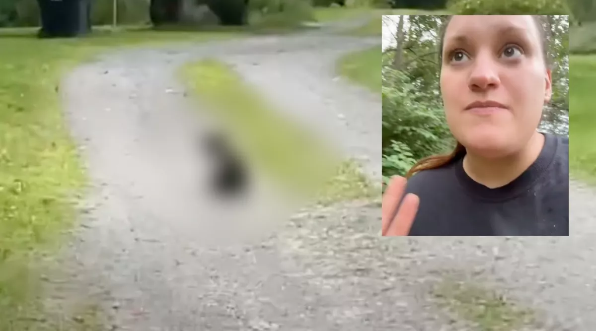 Eltemette a nő az elgázolt macskáját: amikor ezután az útra nézett, leesett az álla - Videó