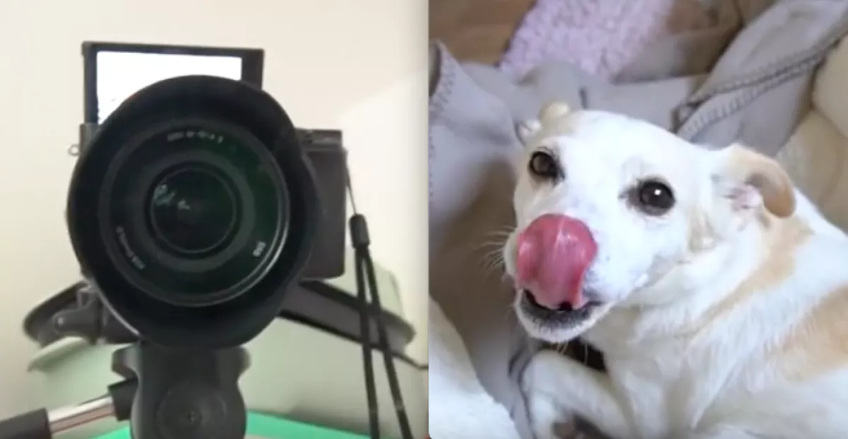 Kamerát szerelt fel a férfi: amikor meglátta, mit csinál titokban a kutyája, ráébredt pár dologra - Videó