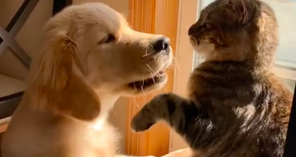 Egyszerre vett egy cicát és egy kutyát a srác, videón az eredménye