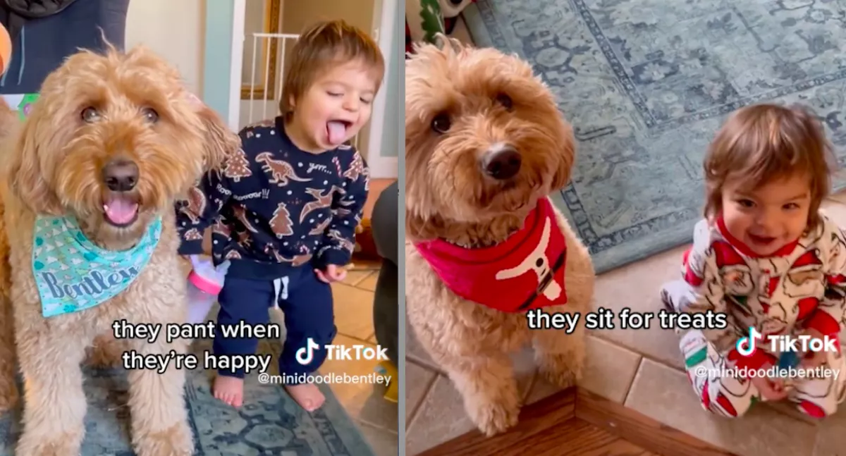 Kutyaként kezdett viselkedni a kétéves kisfiú, aki egy kutyával nőtt fel - Videó