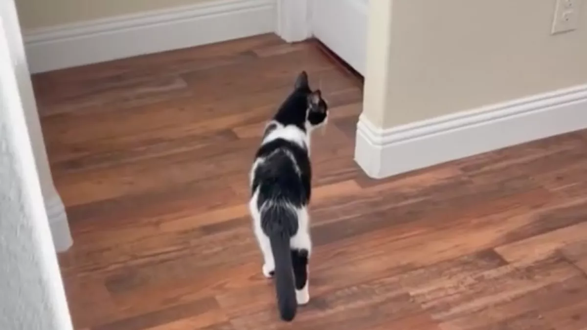 Megkérte a macska a gazdáját, kövesse a fürdőbe: ami ott történt, megdobogtatja a szíveket - Videó