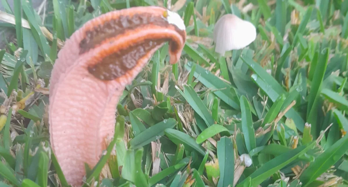 Furcsa rózsaszínű valamit talált a kertjében a nő: kiderült, mi az - Fotók