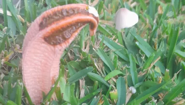 Furcsa rózsaszínű valamit talált a kertjében a nő: kiderült, mi az - Fotók