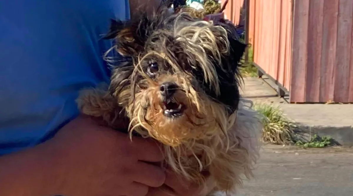 Hihetetlen, mi lett a koszos, loncsos, sáros mentett kutyából, miután kozmetikába vitték - Fotók