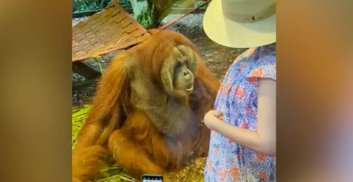 Közel ment az orángután kifutójához a terhes nő: ami ezután történt, könnyekig hatja meg a világot - Videó
