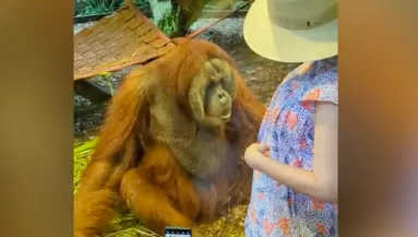Közel ment az orángután kifutójához a terhes nő: ami ezután történt, könnyekig hatja meg a világot - Videó