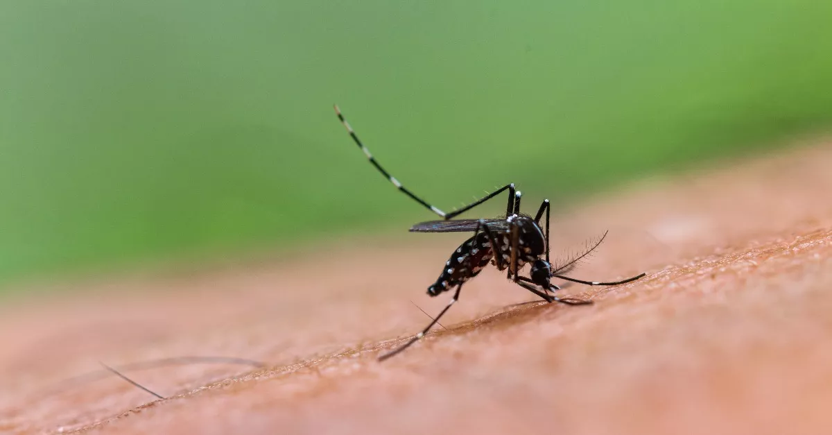 Újabb 5 embernél diagnosztizálták a nyugat-nílusi lázat - 10 vármegye érintett már