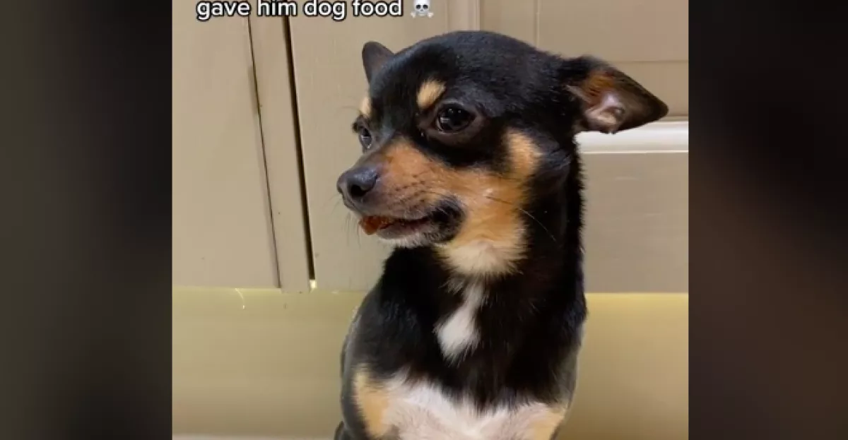 Megkérdezte a nő a csivaváját: "Hol a keksz?" - A kutya "válaszán" pusztul az internet - Videó