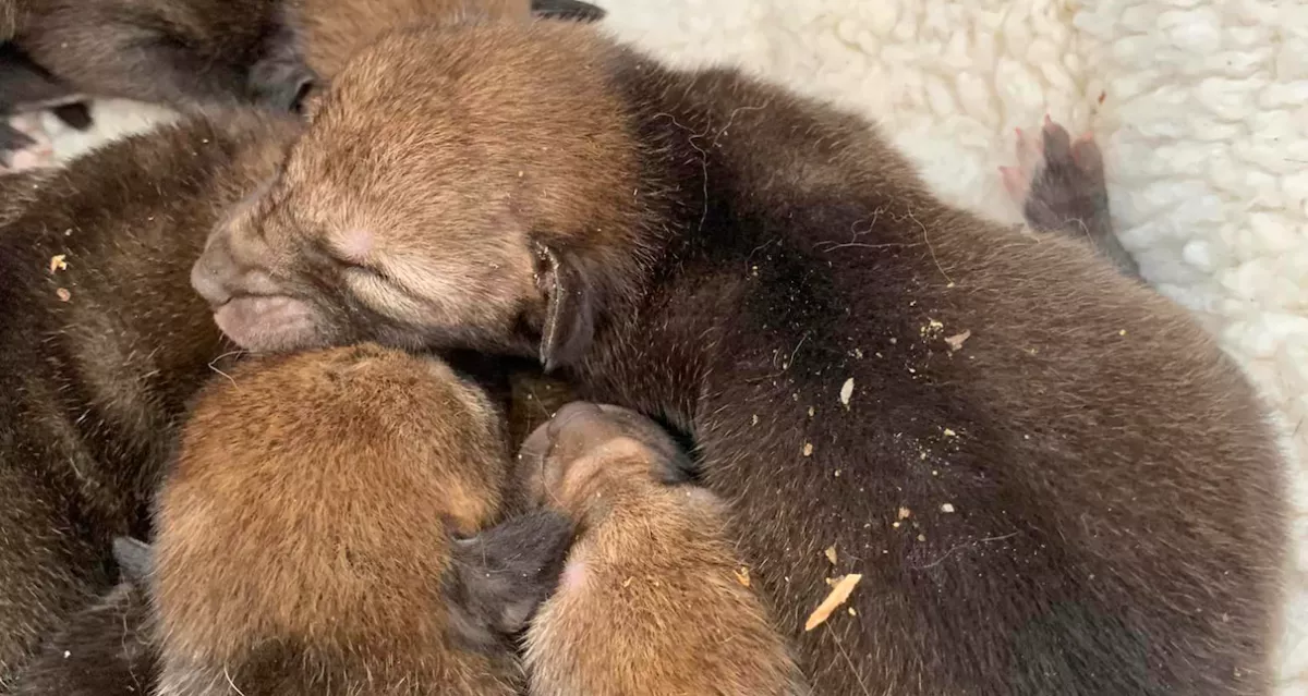 Azt hitte a nő, hogy kiskutyákat ment meg: aztán rájött az igazságra - Fotók
