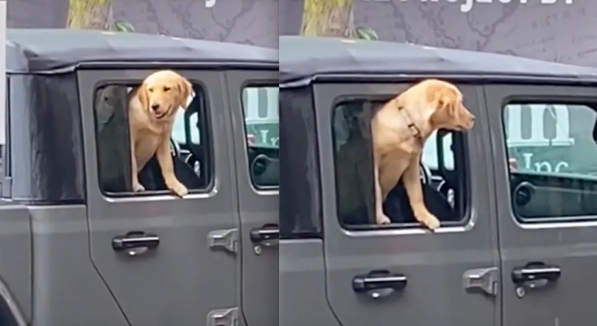 Megkérte a kutyáját a nő, várja meg a kocsiban, míg kávézik: amit az eb tett, milliókat hat meg - Videó