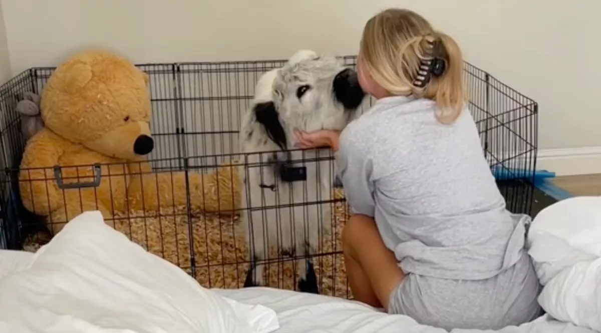 Kutyaként tartott boci reggeli rutinja dönt meg minden rekordot a Tik-Tokon - Videó