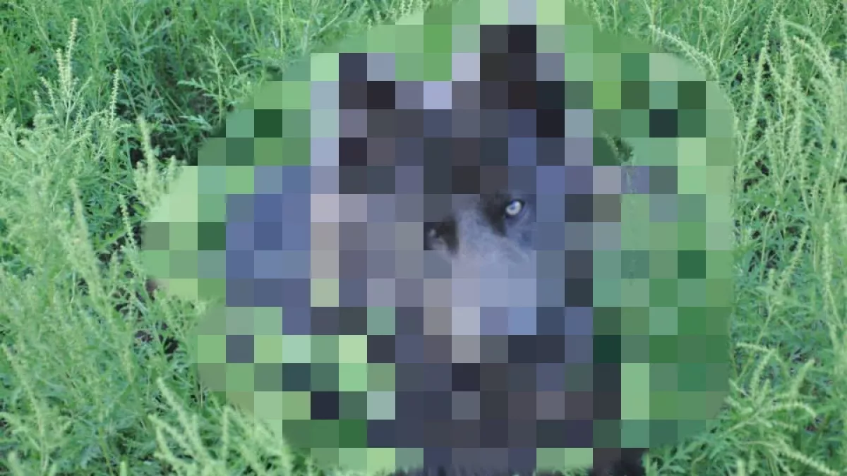 Maga tenyésztett a nő egy tökéletes farkaskutyát: így néz ki - Fotók