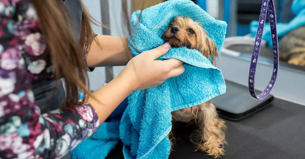 Kozmetikába vitték a kutyust: amikor 20 perccel később csörgött a gazdi mobilja, sokkot kapott