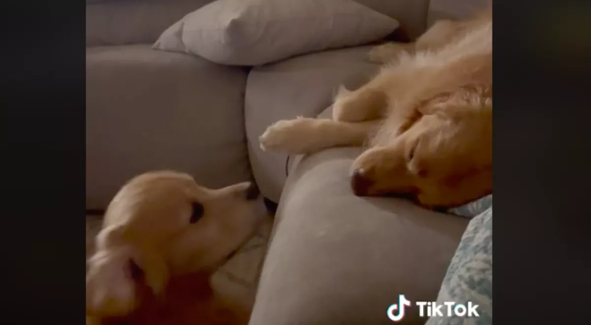 Meglátta az álmában síró párját a kutya: amit ezután tesz, megolvasztja a szíveket - Videó