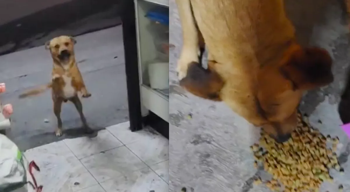 Megetette a kóbor kutyát a boltos: ami utána történt, megolvasztja a szíveket - Videó