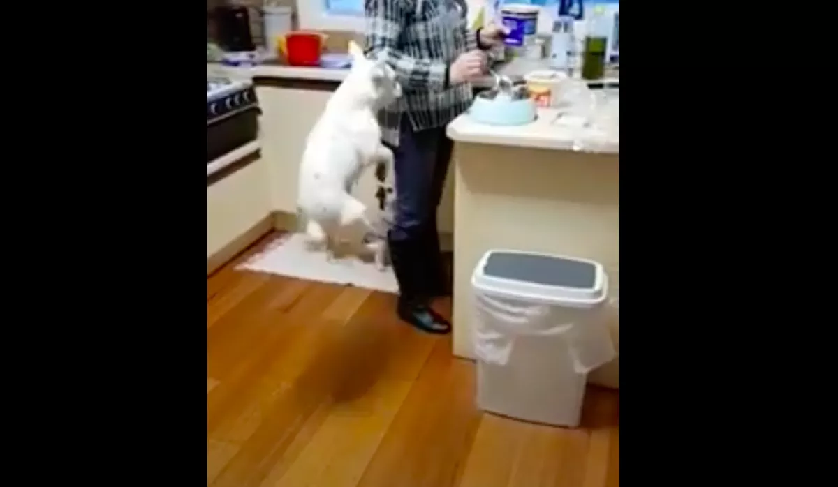 Amit ez a kutya csinál, miközben a vacsoráját várja, milliókat nevettet meg - Videó