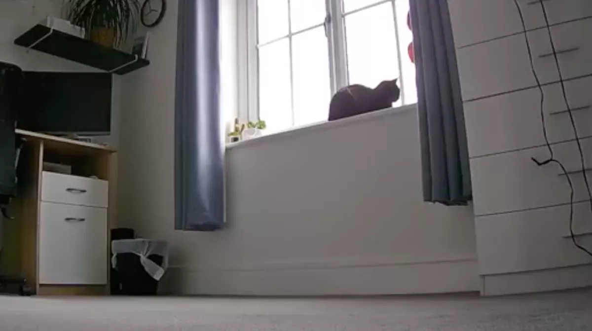 Az ablakban ülve várja gazdáját a macska: ami ezután történik, milliókat hat meg - Videó