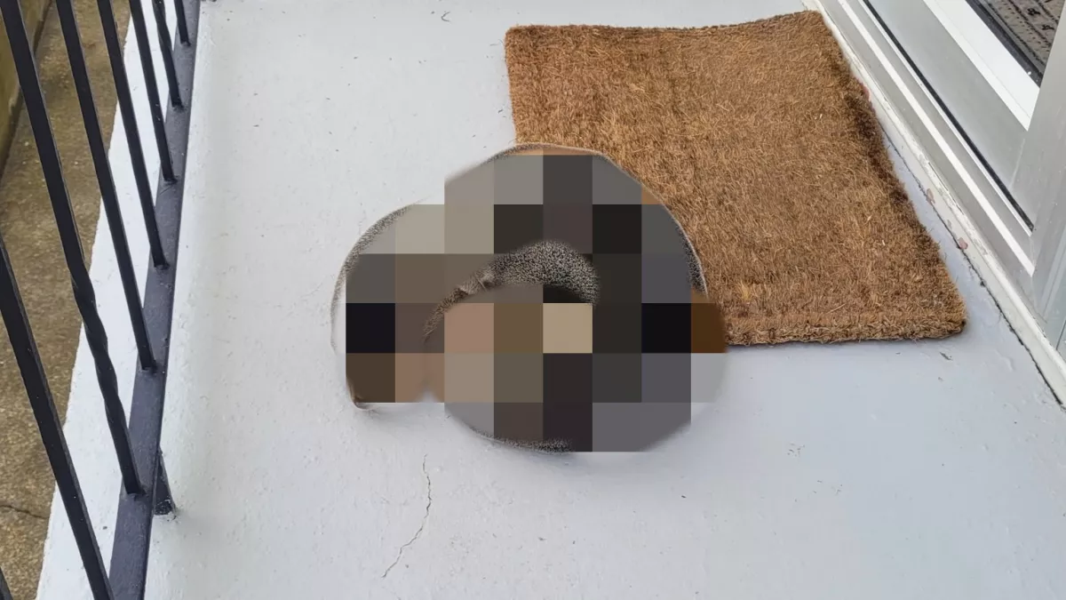 Szokatlan alvóhely: amit a család a teraszán talált, megdobogtatja a világ szívét - Fotók