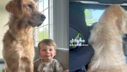 Nem értette a nő, miért akar a kutya a gyerekülés mellé ülni: az ok a világ szívét is megolvasztja - Videó