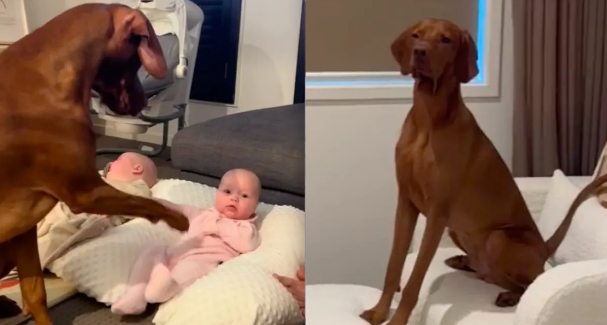 Ikrei születtek a nőnek: amit a kutyája ezután tesz, nem csak őt érinti meg - Videó
