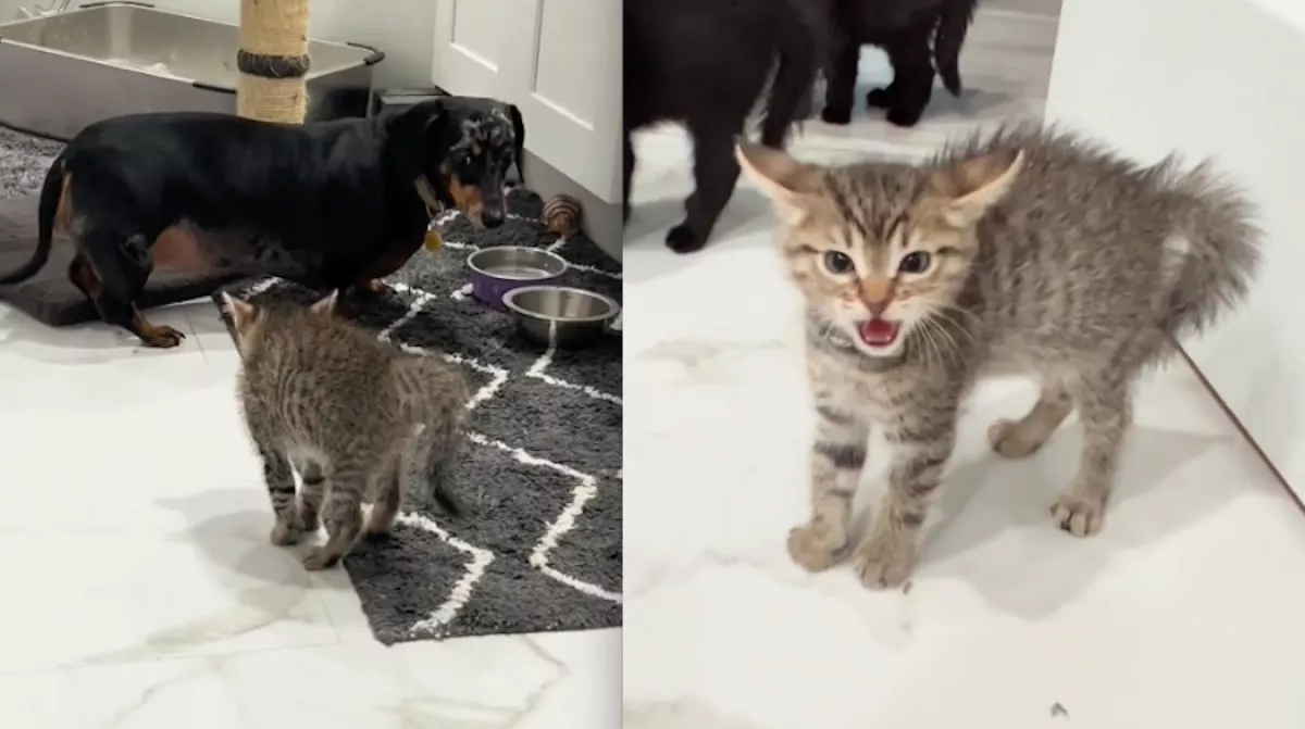 Élete hibáját követte el a tacskó, amikor megszagolta a kölyökcicák eledelét - Videó