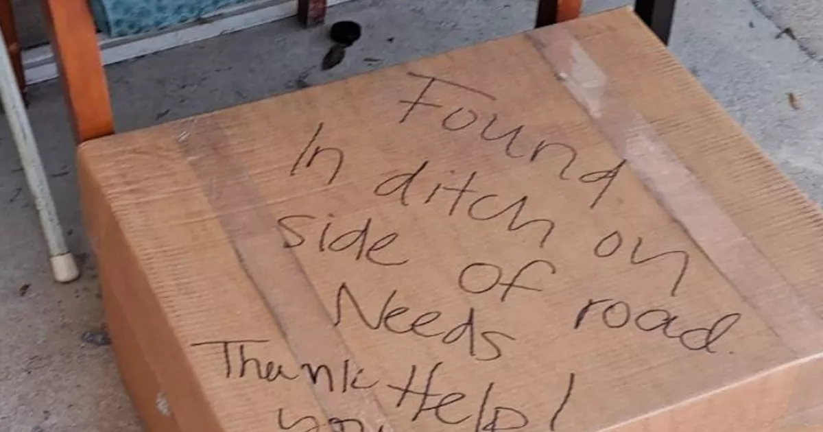 Egy dobozt találtak a gondozók a menhely előtt: ami benne volt, mindnyájukat feldühítette - Videó