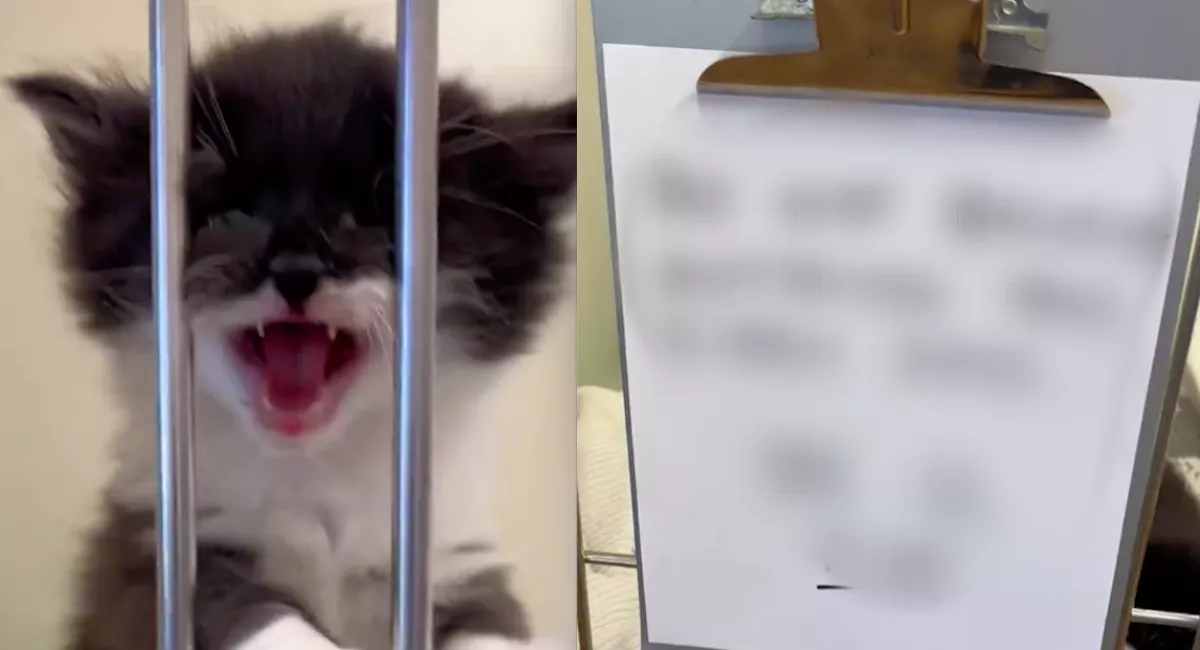 Hangosan jajveszékel a kölyökcica: az orvosa kemény üzenetet írt a ketrecére - Videó