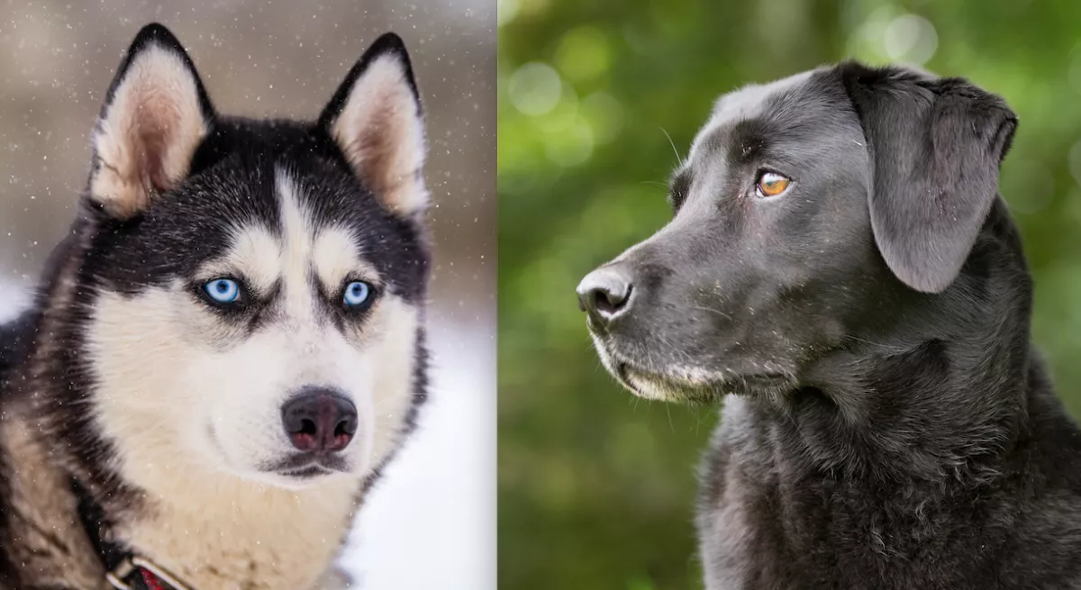 Labrador és husky a szülők: így néznek ki a kölykök - Fotók