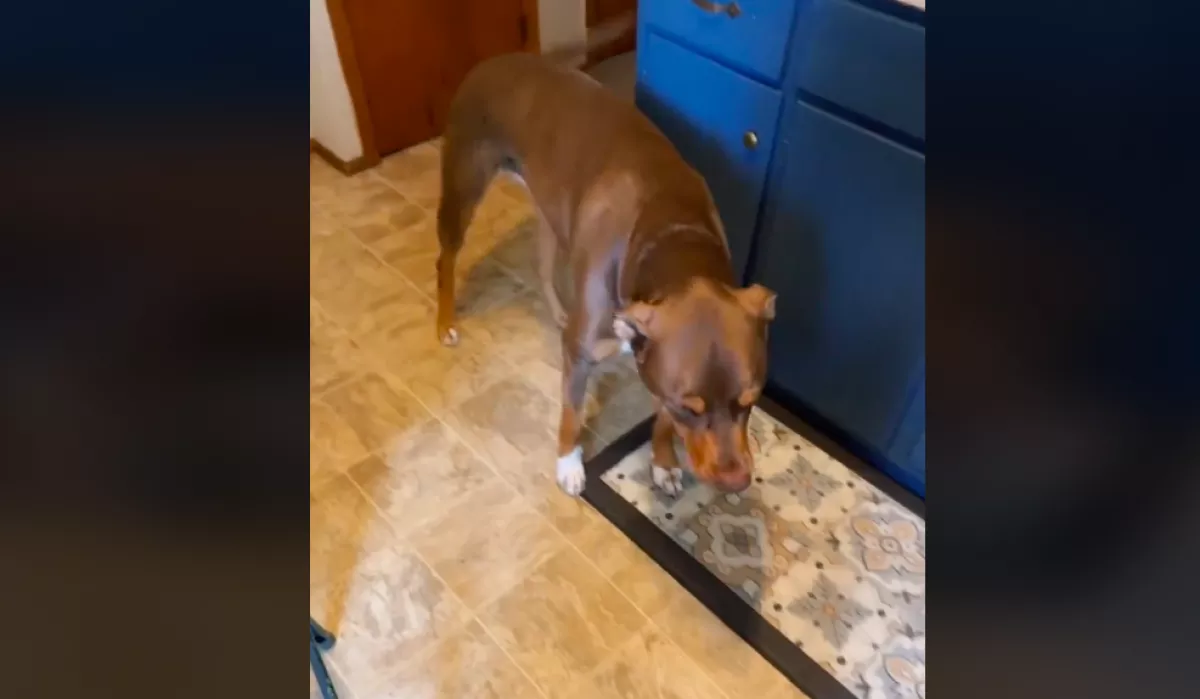 Leszidta a kutyát Dani: az eb reakciójától a kutyaszakértő is sokkot kapott - Videó