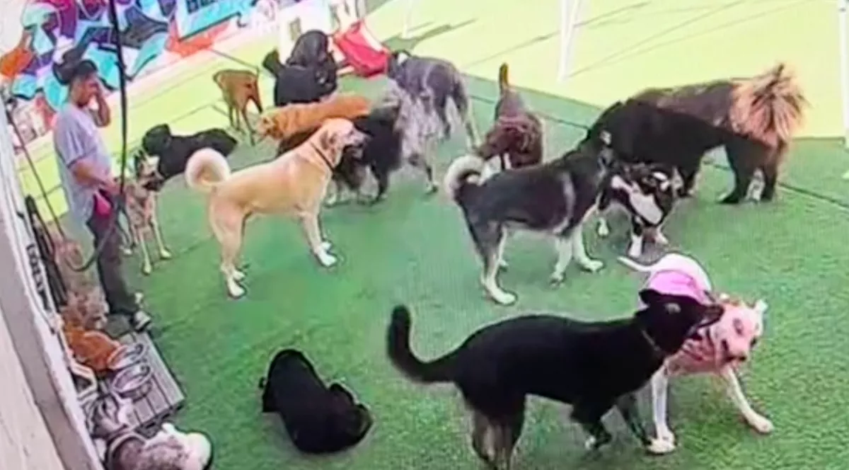 Kíváncsi volt a nő, mit csinál a kutyája a panzióban: amikor ránézett a kameraképre, megszakadt a szíve - Videó