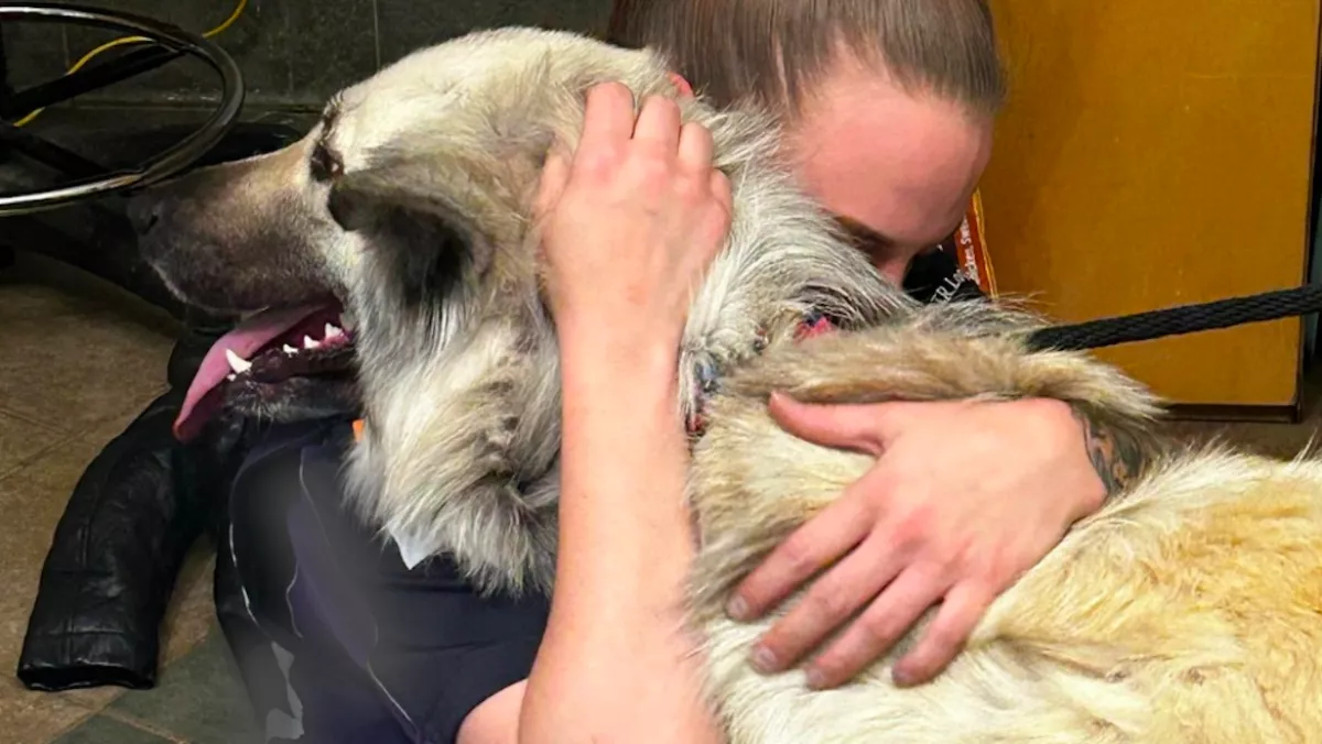 Magányosan kóborolt a kutyus az utcán: amikor a nő elolvasta a nyakában az üzenetet, megszakadt a szíve - Fotók