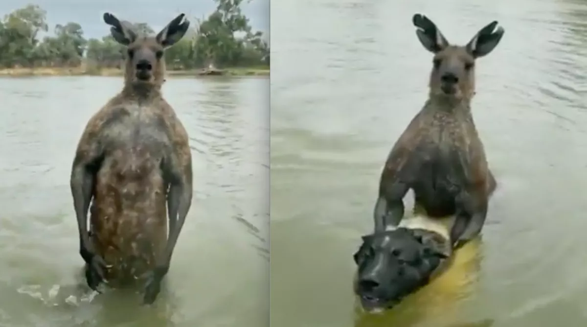 Túszul ejtette a kutyát a kipattintott kenguru: a gazdinak harcba kellett szállnia vele - Videó