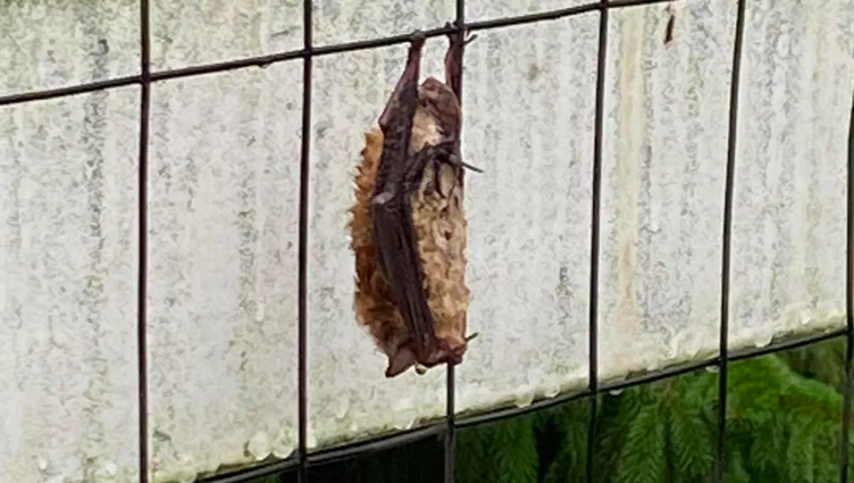 Furcsa dolgot látott lógni a nő a kerítésen: aztán hamar felismerte a problémát - Fotók