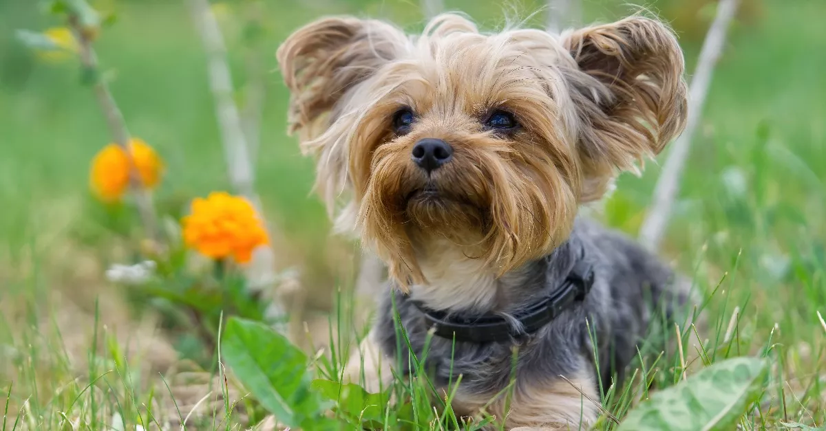 Kutyaszőr allergiád van? Ebből a 7 kutyafajtából válassz társat - Fotók
