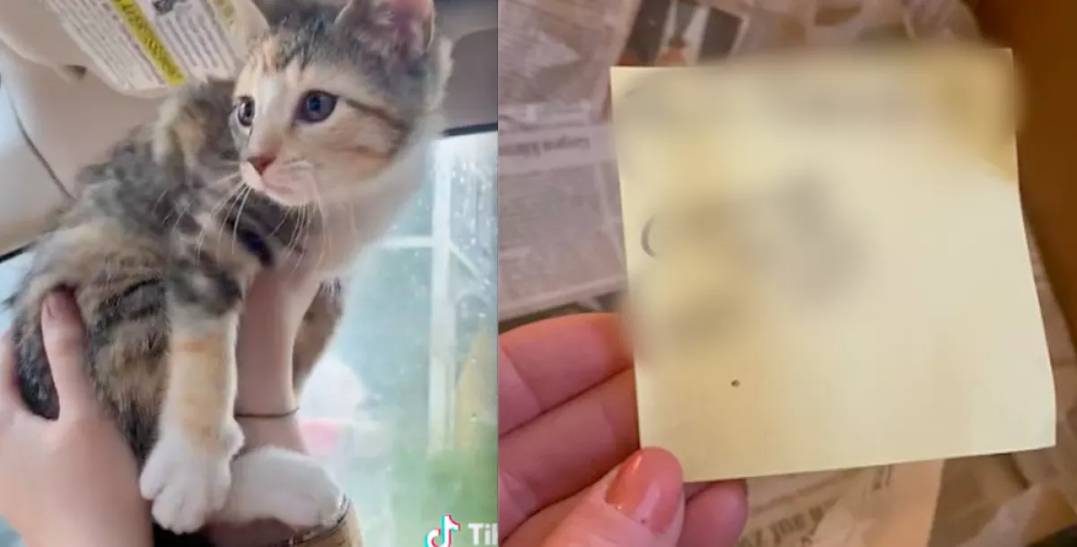 Egy cetlit talált a kislány a kitett macskán: felfoghatatlan, ami rajta állt - Videó