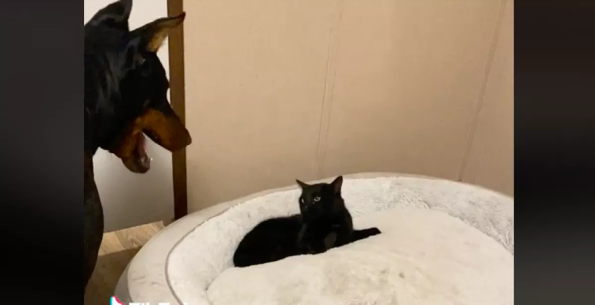 Befeküdt a kutya ágyába a cica: a dobermann reakcióján könnyezve nevet a világ - Videó