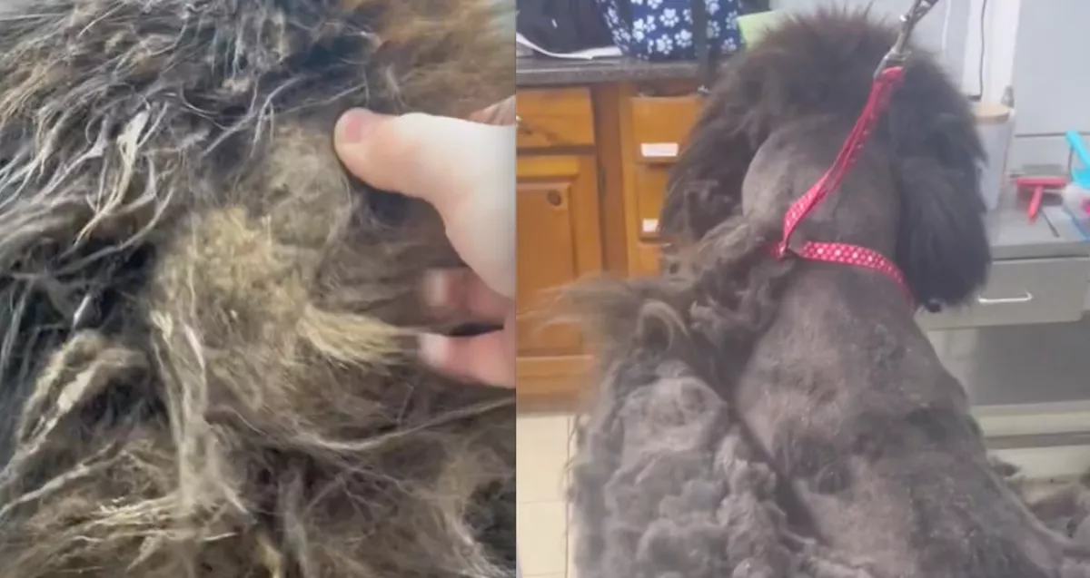 Órákon át nyírták a kutya szőrét: a végeredményt szótlanul nézi a világ - Videó