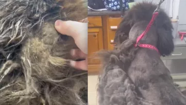 Órákon át nyírták a kutya szőrét: a végeredményt szótlanul nézi a világ - Videó