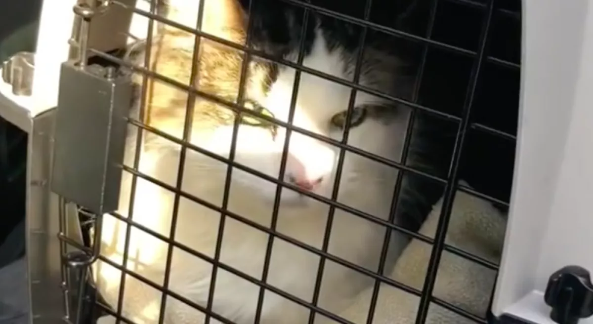 Állatorvoshoz vitte a macskát az apa: amikor ki akarta nyitni a dobozt, leesett az álla - Videó