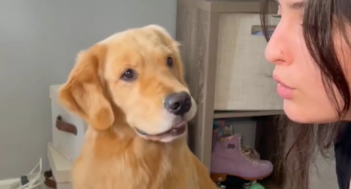 Pofátlanul megszívatta a golden retrievert a gazdája: a kutya reakciója megolvasztja a szíveket - Videó