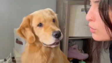 Pofátlanul megszívatta a golden retrievert a gazdája: a kutya reakciója megolvasztja a szíveket - Videó
