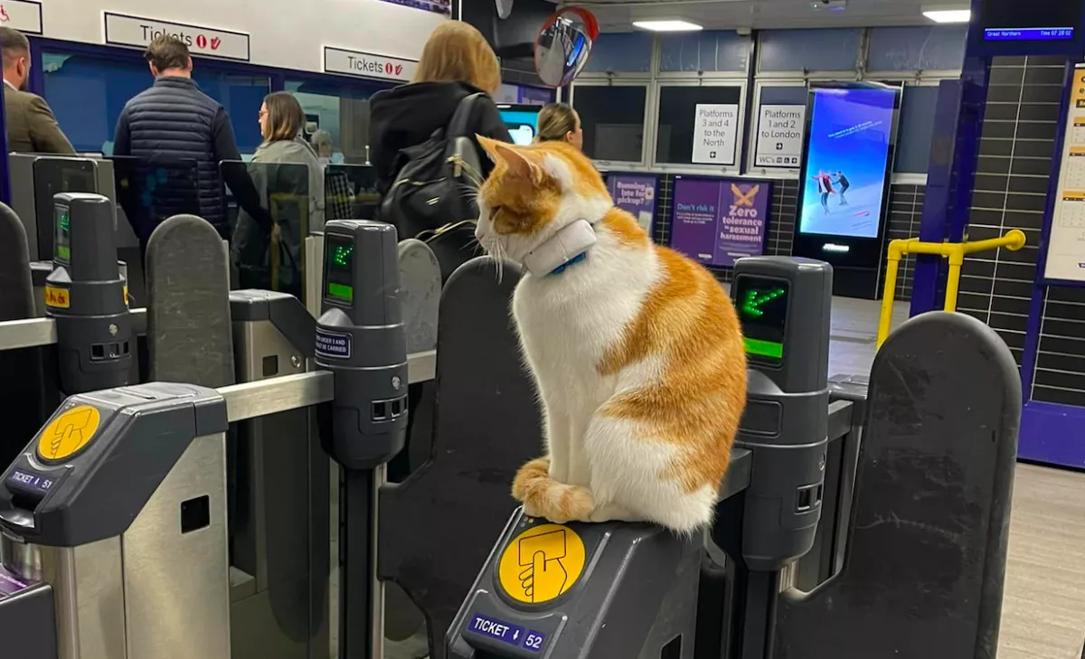 Ez a macska minden nap kimegy az állomásra és felül a jegykezelőre: hihetetlen, miért - Fotók