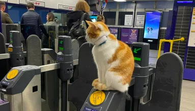 Ez a macska minden nap kimegy az állomásra és felül a jegykezelőre: hihetetlen, miért - Fotók