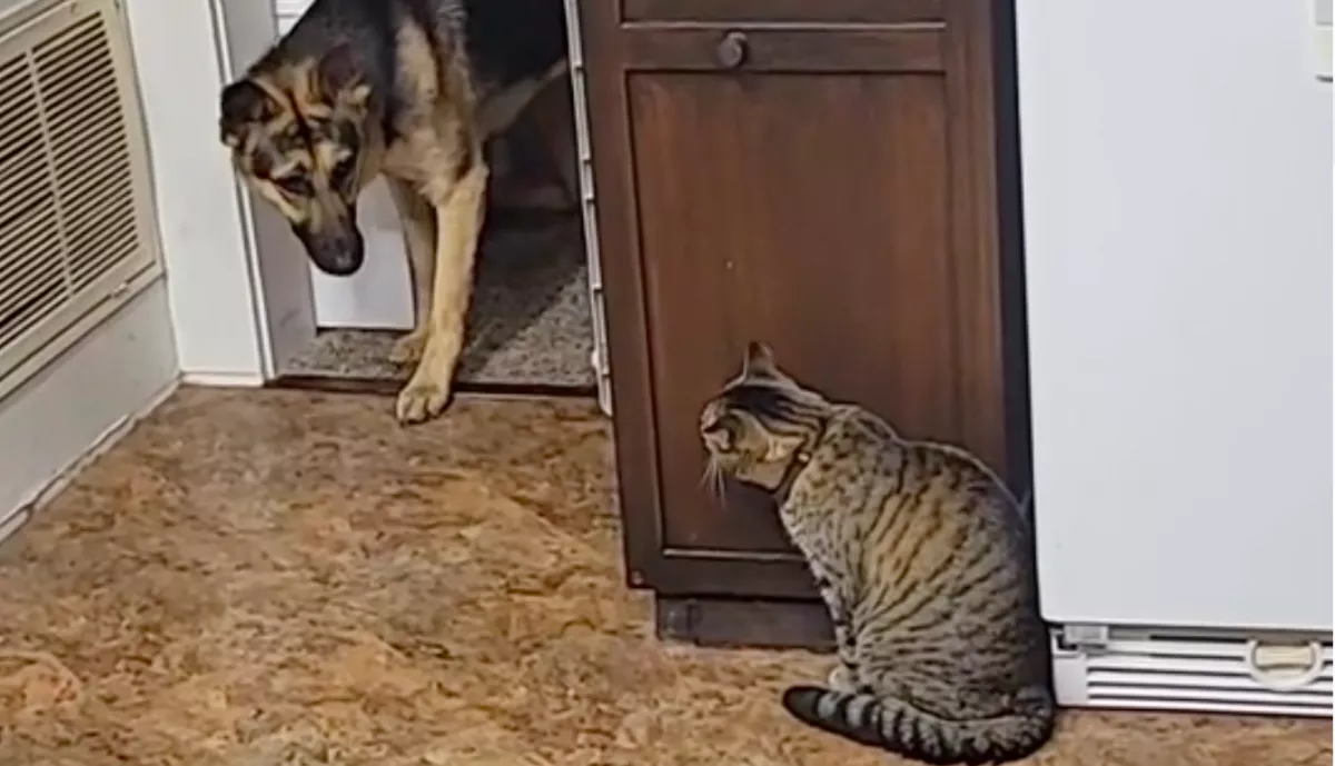 A macska előtt tudna bemenni a házba a két német juhász: rettegésüket kamera rögzítette - Videó